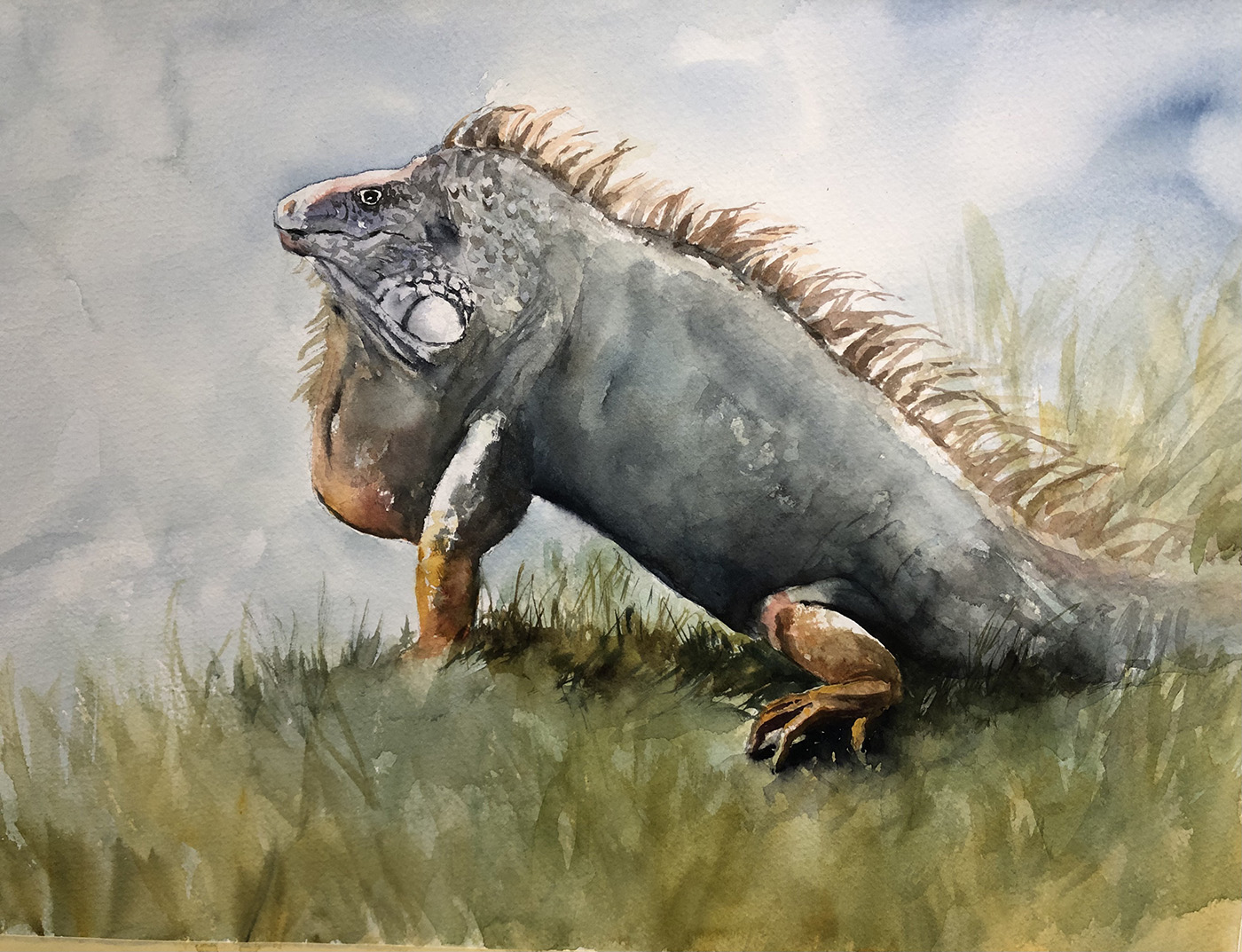 This big guy suns himself on a cliff in Puerto Rico while I have dinner with my family. Watercolor 10 x 12